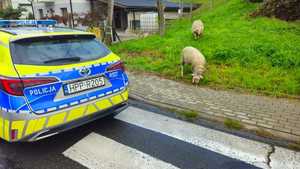 na zdjęciu radiowóz i owce na chodniku