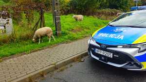na zdjęciu radiowóz i owce na chodniku