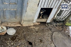 na zdjęciu pies w bucie w złych warunkach przywiązany łańcuchem