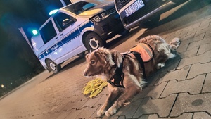 Pies wykorzystywany do działań OSP Ruda Śląska na tle radiowozu oraz wozu transmisyjnego Radia Express