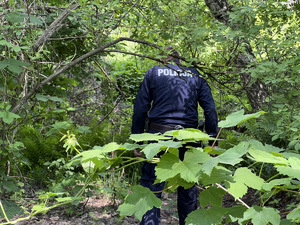 zdjęcie - policjant wśród drzew, prowadzący przeszukiwanie terenu