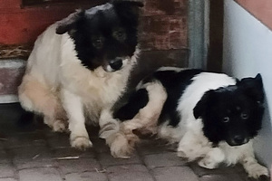 zdjęcie TOZ Fauna - przedstawia dwa przestraszone psy odebrane rudziance