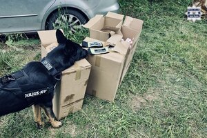 Pies służbowy podczas czynności