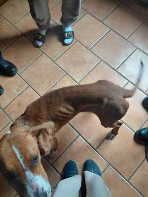 Na zdjęciu odebrany pies.