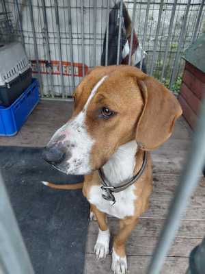 Na zdjęciu odebrany pies.