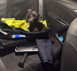 Na zdjęciu pies w radiowozie.