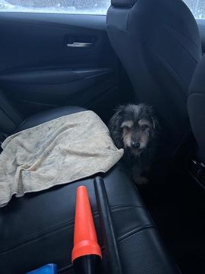 Na zdjęciu znaleziony pies.