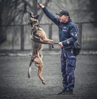 Zdjęcie przedstawia umundurowanego policjanta z psem służbowym, Sago.