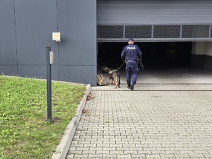 Zdjęcie przedstawia umundurowanego policjanta oraz psa służbowego podczas ćwiczeń.