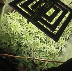 Zdjęcie przedstawia krzewy konopi.