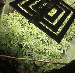 Zdjęcie przedstawia krzewy konopi.