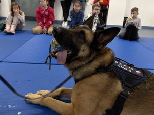 Zdjęcie przedstawia psa służbowego.