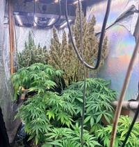 Zdjęcie przedstawia zabezpieczone przez policjantów sadzonki.