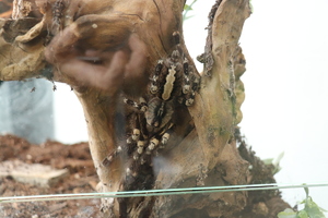 zdjęcie przedstawia pająka w terrarium