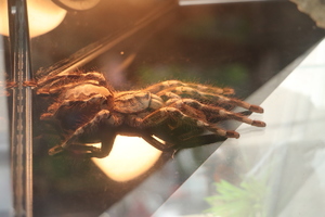 zdjęcie przedstawia pająka w terrarium