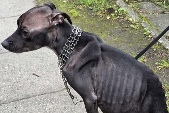 Skrajnie wychudzony pies nie przeżył - właścicielka usłyszała zarzuty