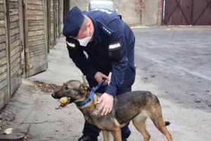 Na zdjęciu widać policjanta przewodnika oraz psa służbowego. Pies ma w pysku piłkę, którą próbuje odebrać policjant.