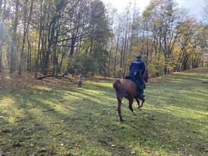 na zdjęciu policjant na koniu na trawie tyłem