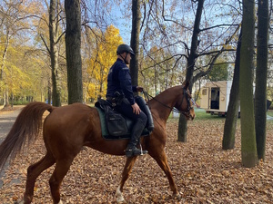 na zdjęciu policjant na koniu w parku w trakcie galopu