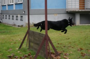 Przewodnicy szkolili psy służbowe