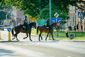 Na zdjęciu widocznych dwóch policjantów na koniach, przechodzą przez jezdnię