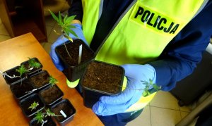 Policjant w kamizelce odblaskowej i rękawiczkach trzyma dwie doniczki z sadzonkami marihuany.