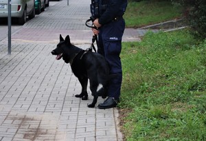 Na zdjęciu policyjny pies.