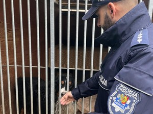 policjant podaje rękę psu do powąchania