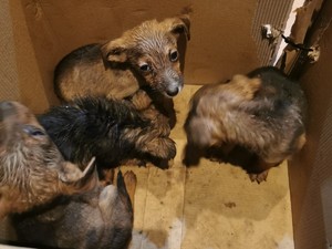 w kartonowym pudle znajdują się szczenięta
