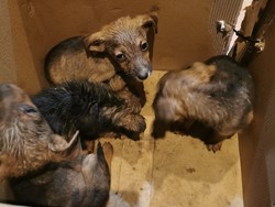 w kartonowym pudle znajdują się szczenięta