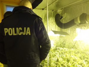Zabezpieczona przez zabrzańskich policjantów marihuana
