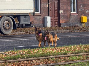na zdjęciu psy na ulicy