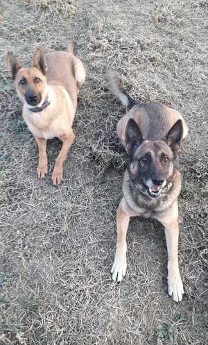 na zdjęciach psy policyjne