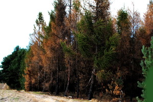 Zagajnik i spalone drzewa