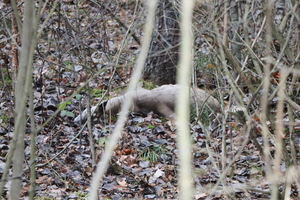 Na zdjęciu widoczna w lesie martwa sarna, zaplątana we wnyki.