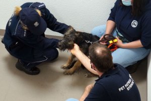Policjantka i wolontariusze uspakajają psa
