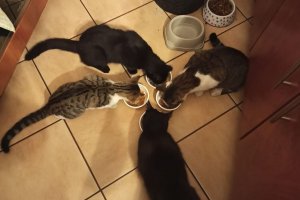 Cztery kotki przy talerzu z pokarmem w domu policjanta