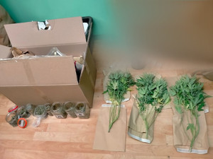 Na zdjęciu widać roślinny susz, rośliny oraz szklane pojemniki ułożone na podłodze.