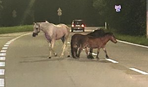 Na zdjęciu widać 3 konie na skrzyżowaniu.