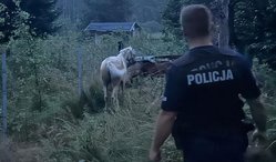 Na zdjęciu policjanta, a w tle zagonione konie.