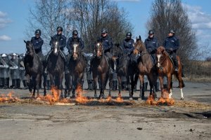 Ćwiczenia Policji Konnej i mundurowych z katowickiego oddziału prewencji